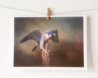 Fine Art Note Card, 4.5X6.25 Greeting Card Blank Inside, Envelope and Protective Sleeve Included, Peregrine Falcon, Raptor, Birds of Prey