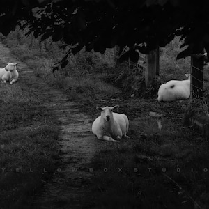 Stampa fotografica di fauna selvatica di pecore che poltriscono - Stampa fotografica artistica senza cornice di Morgan Jones @YellowBoxStudio