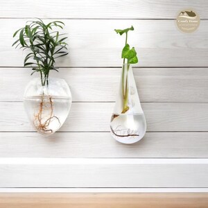 May include: Two clear glass vases with plants inside, mounted on a white wood wall. The vase on the left is shaped like an egg and the vase on the right is shaped like a teardrop. Both vases have plants with roots growing in water.