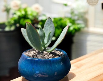 Handmade Ceramic Planter Pot with Drainage Hole, Succulent Planter