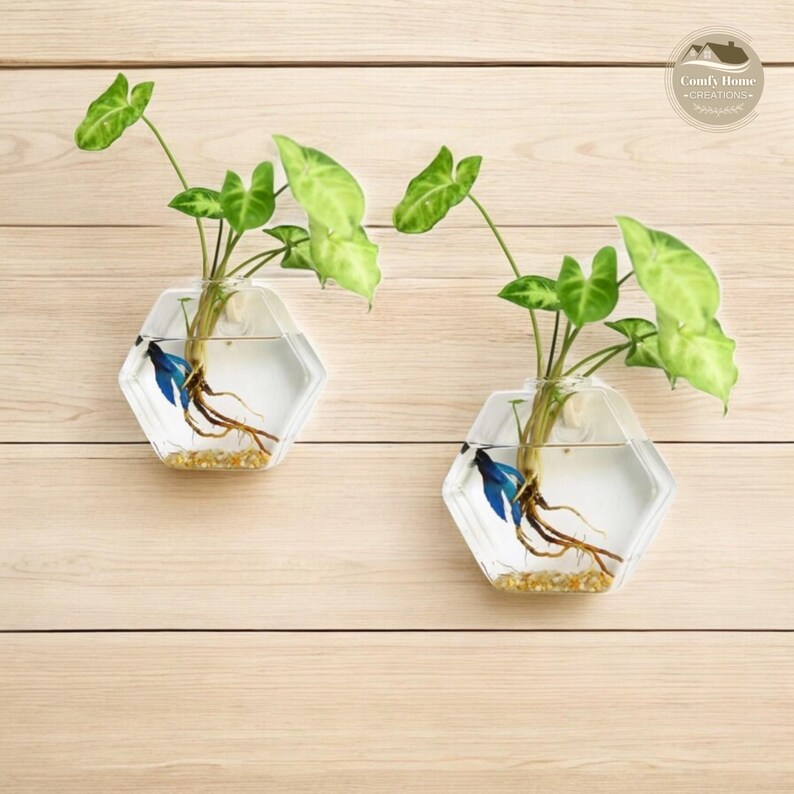 May include: Two hexagonal glass vases with a betta fish and a plant inside, mounted on a light wood wall. The vases are clear and have a white background. The betta fish are blue and the plants are green.