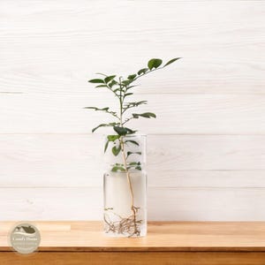 May include: A small green plant with roots growing in a clear glass vase with a white background.