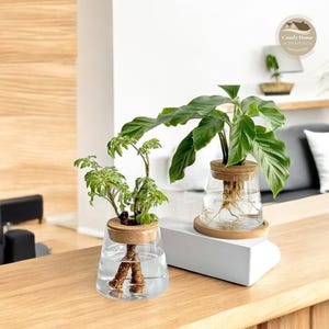 Könnte beinhalten: Zwei klare Glasvasen mit Holzdeckeln, jede mit einer Topfpflanze, deren Wurzeln in Wasser getaucht sind. Die Vasen stehen auf einer Holzoberfläche, wobei sich unter einer der Vasen eine weiße Plattform befindet. Der Text "Comfy Home Creations" ist in der oberen rechten Ecke des Bildes sichtbar.
