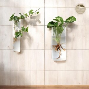 May include: Two clear glass vases with plants inside, mounted on a white tiled wall. The vase on the left has a small green plant with roots visible in the water. The vase on the right has a larger green plant with roots visible in the water. The text "Comfy Home Creations" is visible in the top right corner of the image.