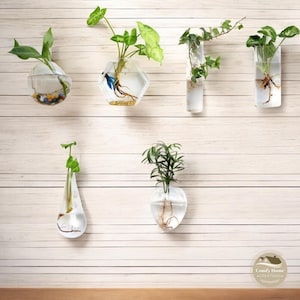 Könnte beinhalten: Sechs transparente, wandmontierte Glasvasen in verschiedenen Formen und Größen, jede mit einer kleinen Pflanze, deren Wurzeln im Wasser sichtbar sind. Die Vasen sind an einer weißen Holzplatte befestigt.