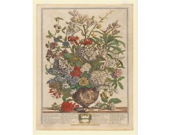 July Flowers Pieter Casteels III 1730 Rolled Posters