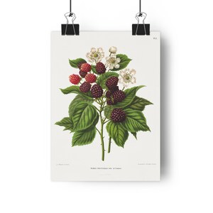 Impression giclée d&#39;art Blackberry