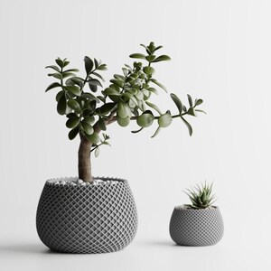 May include: A jade plant with thick green leaves and a woody stem potted in a large, gray, textured, lattice-patterned planter, accompanied by a smaller, matching gray planter containing a small, spiky, green succulent plant.
