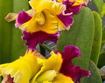 Large Cattleya Fragrant Pot. (dick Smith X Chelsea Alward