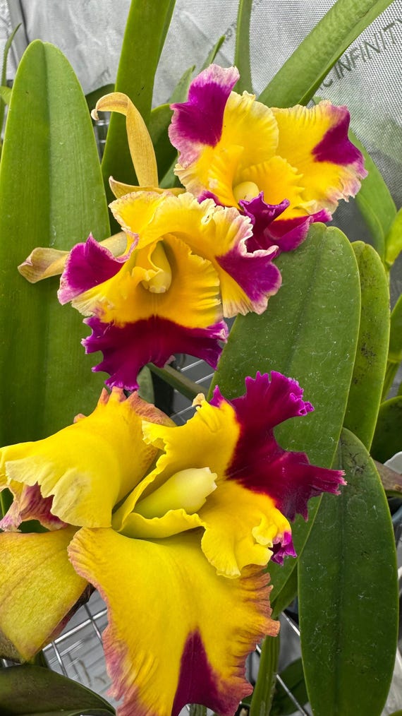Large Cattleya Fragrant Pot. (dick Smith X Chelsea Alward