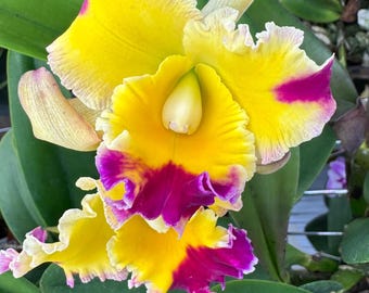 Large Cattleya Fragrant Pot. (dick Smith X Chelsea Alward