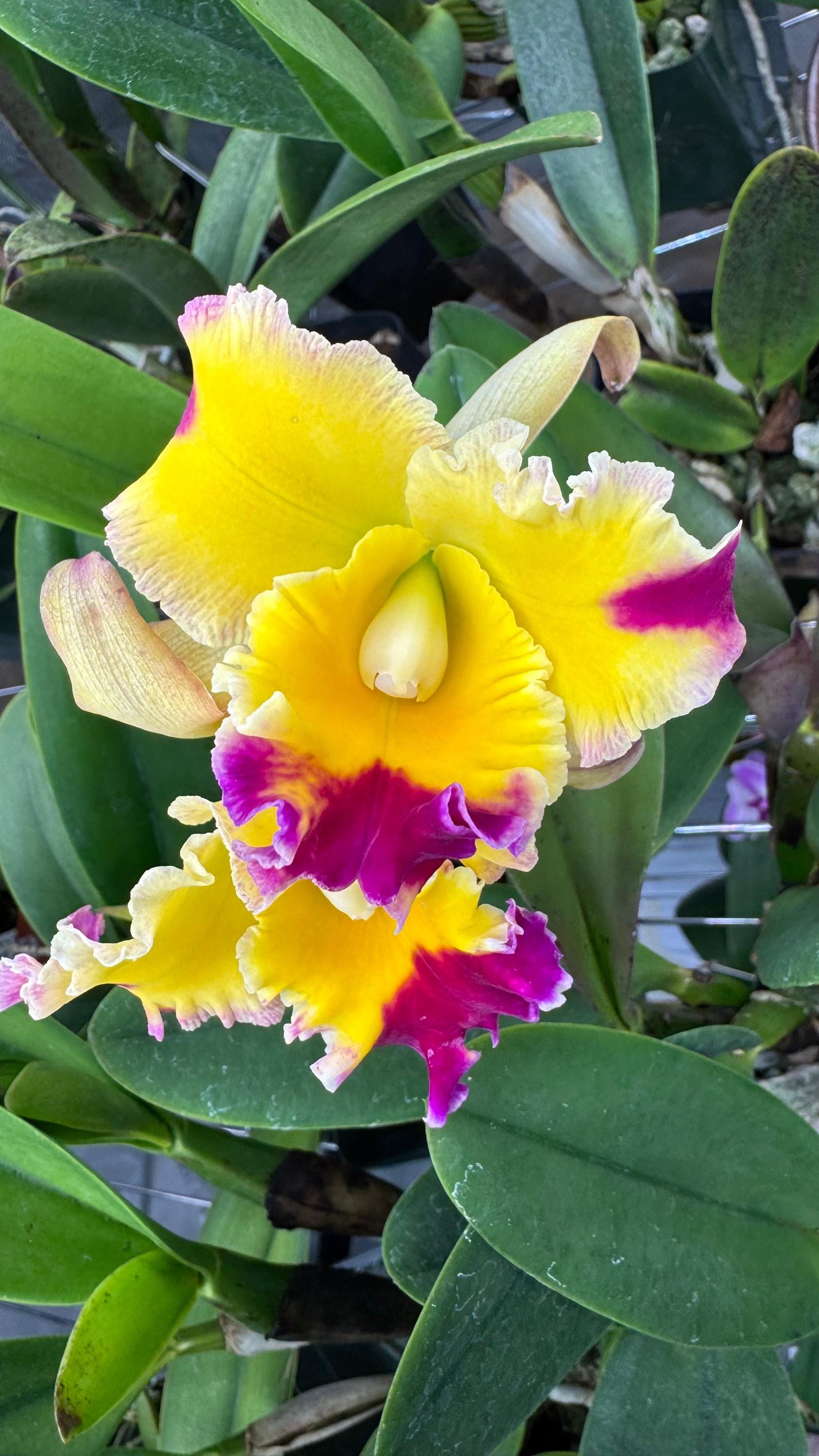 フラワーティガー Large Cattleya Fragrant Pot. (dick Smith X Chelsea Alward