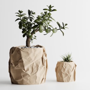 May include: Two potted plants. The larger plant has a thick brown trunk and green leaves, planted in a beige paper-like pot. The smaller plant has green spiky leaves, planted in a similar beige paper-like pot. Both pots are on a white background.