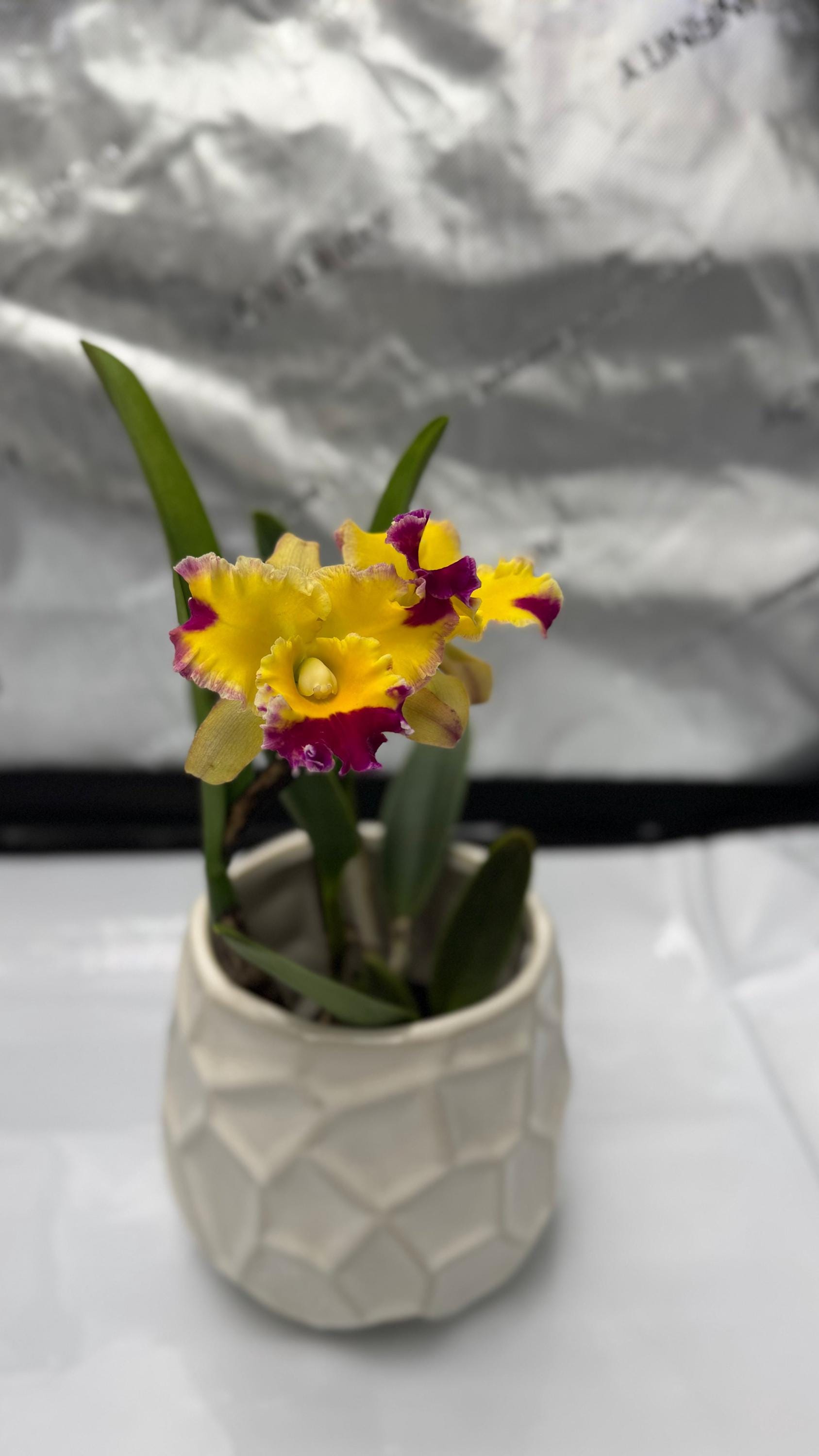 Large Cattleya Fragrant Pot. (dick Smith X Chelsea Alward