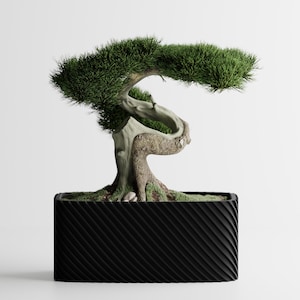 May include: A bonsai tree with green foliage and a textured, light brown trunk is planted in a black rectangular pot. The pot has a diagonal, ridged pattern. The tree's branches extend over the pot.