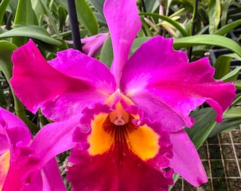 Cattleya Fragrant Pot. Dick Smith 'Dark Beauty'