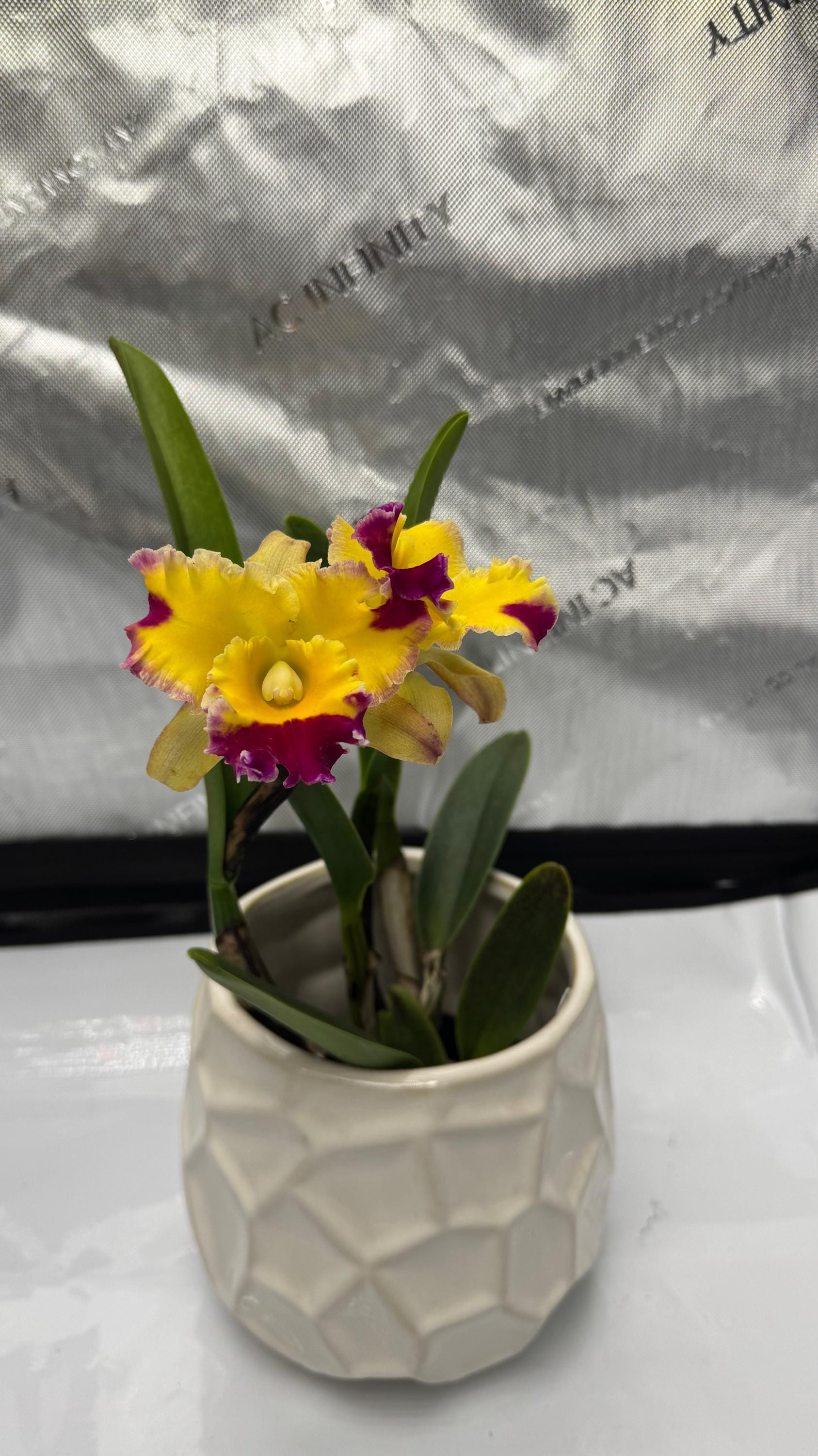 曼*華様 DeliciousTaylormade限定GodDixxVintage Large Cattleya Fragrant Pot. (dick Smith X Chelsea Alward