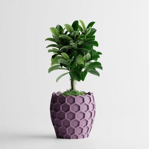 May include: A small, leafy green plant in a purple hexagonal patterned pot. The pot is a deep purple color and has a modern design. The plant has many green leaves and a brown stem. The background is a plain white.