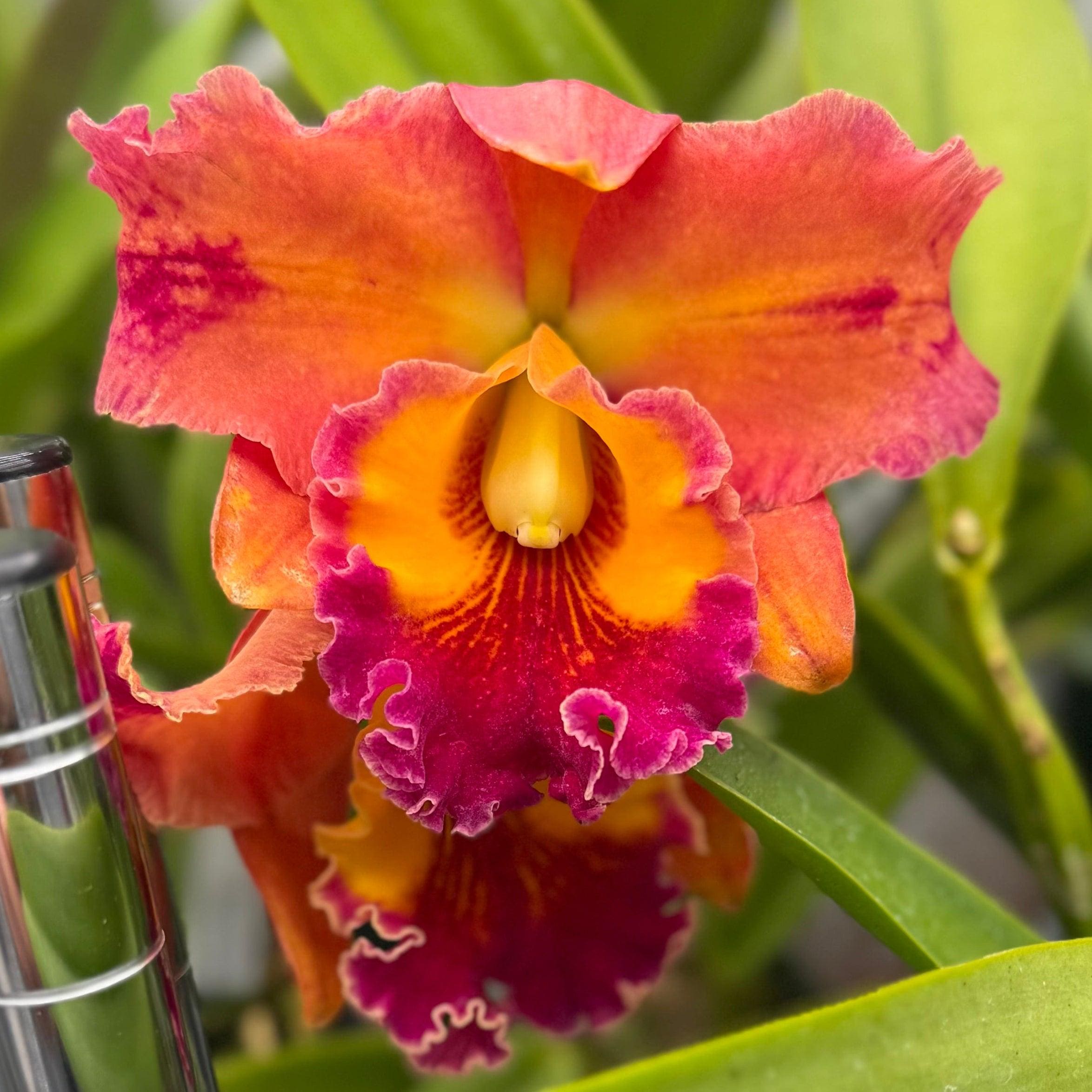Large Cattleya Fragrant Blc. Toshie Aoki X Florence Feary) 'flare