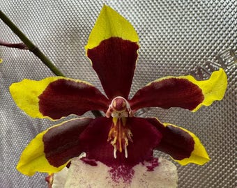 Oncostele (Ons.) Wildcat 'Rainbow'