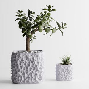May include: Two white textured square planters, one large and one small, each holding a green plant. The larger planter contains a small tree with a brown trunk and green leaves. The smaller planter holds a succulent.