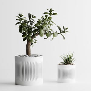 May include: Two white cylindrical planters with vertical ribbed textures. The larger planter holds a jade plant with thick green leaves, while the smaller planter contains a spiky succulent. Both pots are filled with small white decorative stones.