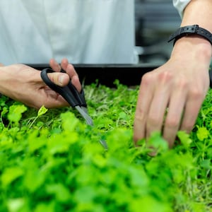 The Complete Guide to Growing Microgreens Indoors