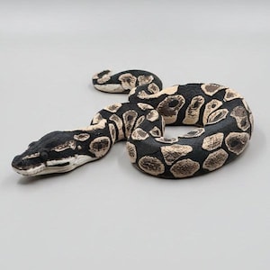 Ball Python Snake - PLA Indoors only