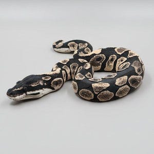 Ball Python Snake - PLA Indoors only