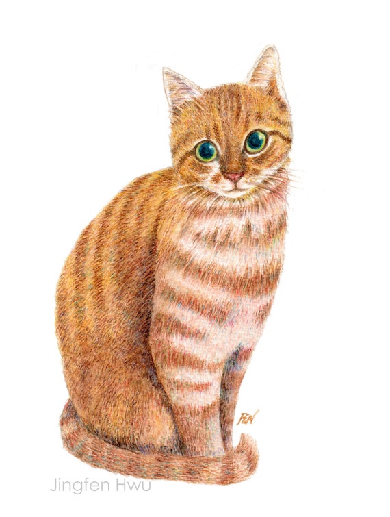 Watercolor Pencil Drawing Cat Art Print A Sweet Ginger Orange Yellow Tabby Cat Lover S Gift Home Wall Decor Colored Pencil Art Collectibles Lifepharmafze Com