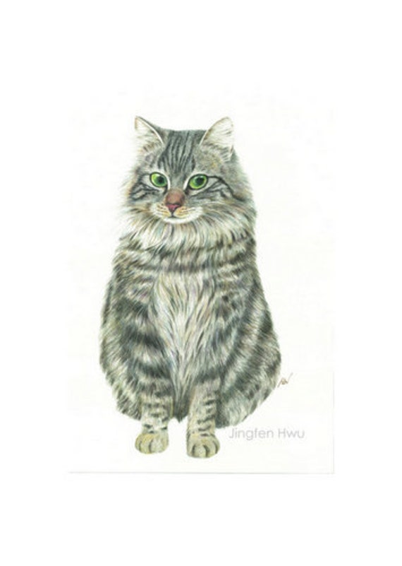 Fluffy Cat Drawing : Learn how to draw fluffy cat pictures using these