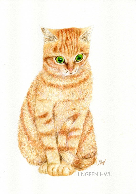 yellow orange cat
