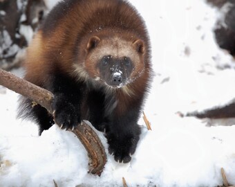 Wolverine Animal Etsy