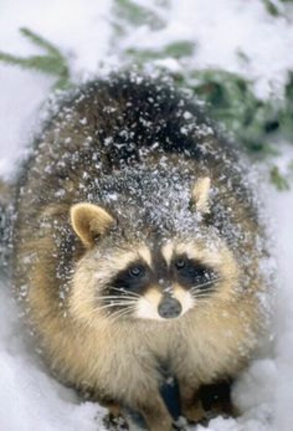 racoon spirit animal guide whatsyoursign racoon spirit animal guide whatsyoursign