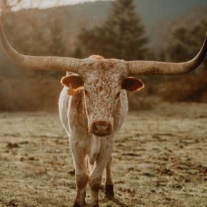 Longhorn Cattle Digital Print Bundle