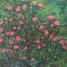 see more listings in the Floral  Paintings section