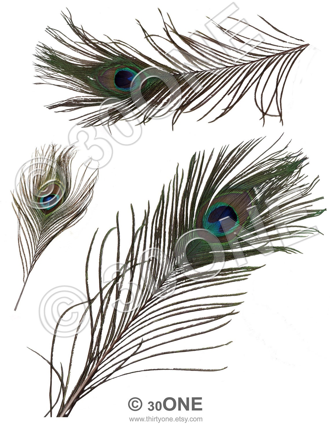 Printable Peacock Feather A4 Digital Collage Sheet For | Etsy