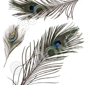 Printable Peacock Feather A4 Digital Collage Sheet For | Etsy