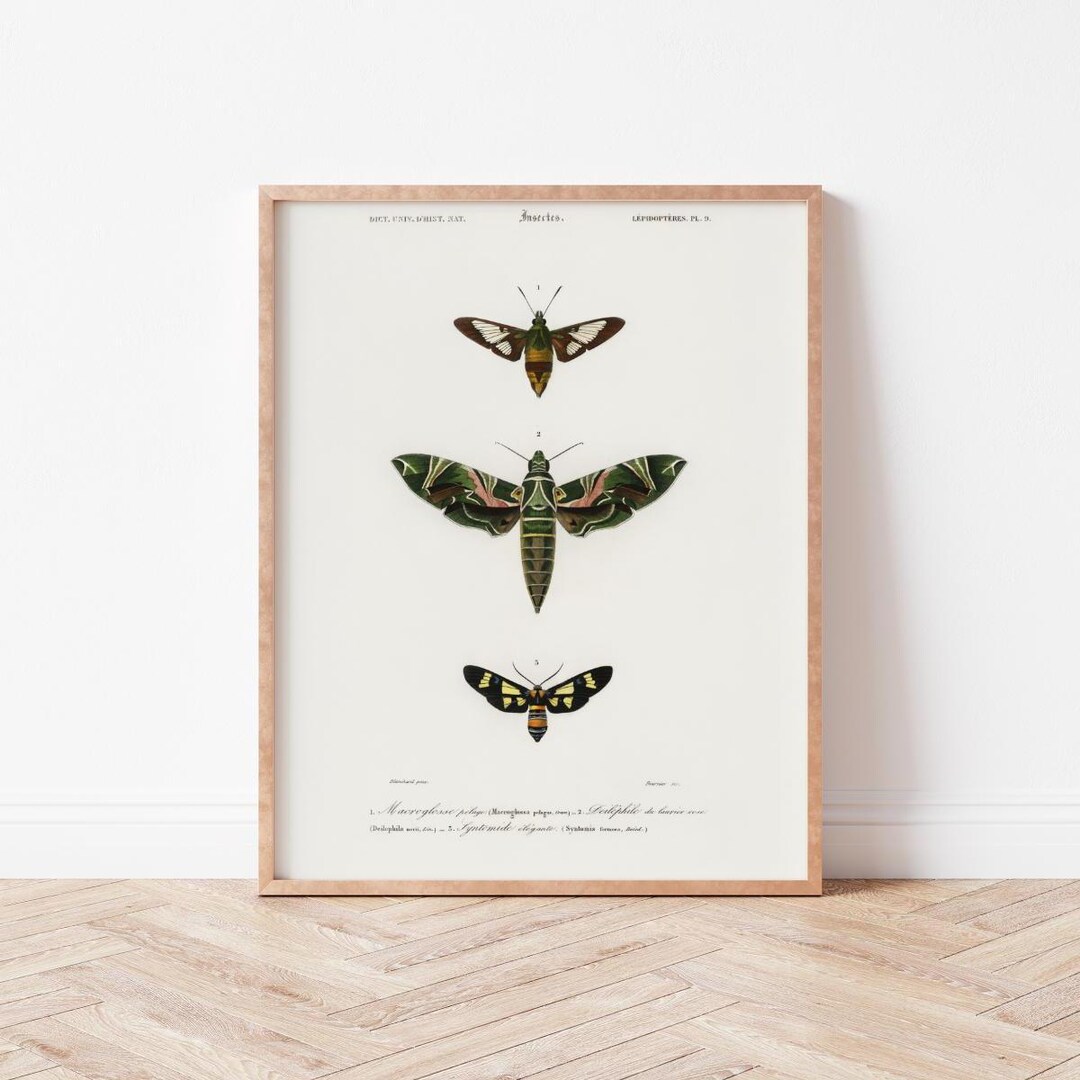 Vintage Moth Illustration Art Print | Insect Wall Decor (digital ...