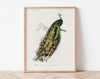 Vintage Peacock Art Print | Printable Bird Wall Art | Elegant Home Decor | Boho & Eclectic Style | Digital Download | Wild Violets | AN0073