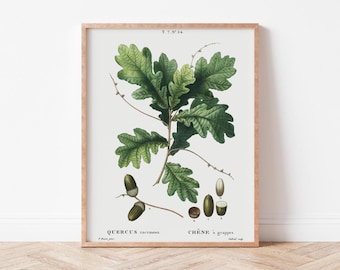 Vintage Oak Branch Botanical Print | Woodland Wall Art (Digital Download)