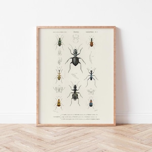 Vintage Insect Science Poster | Printable Beetle & Bug Wall Art | Scientific Nature Illustration | Digital Download | Wild Violets | AN0071