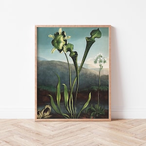 Dark Botanical Green Flower Wall Art | Digital Download | Maximalist Art | Water Lily Art | Floral Illustration | Dark Academia | JT0005