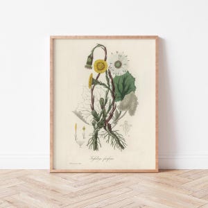 Puede incluir: Una ilustración botánica vintage de una planta de Tussilago farfara con flores amarillas y pétalos blancos. La ilustración está en un marco de madera y tiene el texto "Tussilago farfara" en la parte inferior.