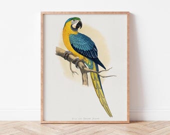 Vintage Blue & Yellow Macaw Parrot Print | Printable Bird Wall Art | Digital Download Decor | Tropical Nature Art | Wild Violets | AN0062