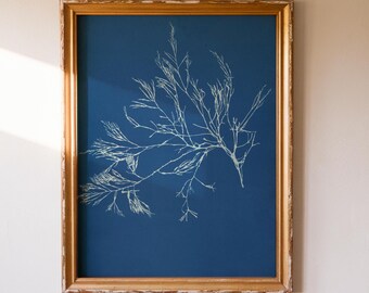 Vintage Seaweed Print | Coastal Botanical Wall Art | Natural History Decor (Digital Download)