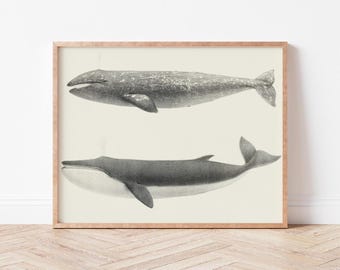 Vintage Whale Illustration Art | Digital Art Print | Scientific Poster | Beach House Decor | Coastal Print | WildViolets  | AN0023