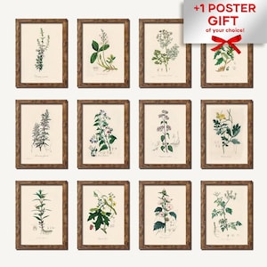 Set Of 12 Vintage Botanical, High Quality Watercolor Medicinal Botanical Print, Vintage Botany Painting, Gallery Wall Digital Print Decor
