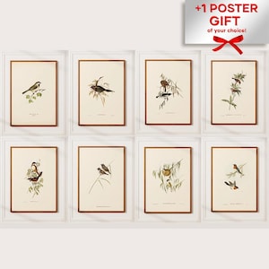 Set di 8 uccelli vintage / Stampa di uccelli ad acquerello, Dipinti di uccelli vintage, Stampe botaniche, Stampe di uccelli Audubon, Decorazioni da parete con stampe di gallerie di uccelli