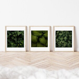 Può includere: Tre stampe incorniciate di fogliame verde. Le stampe sono in semplici cornici di legno e sono appese a una parete bianca.